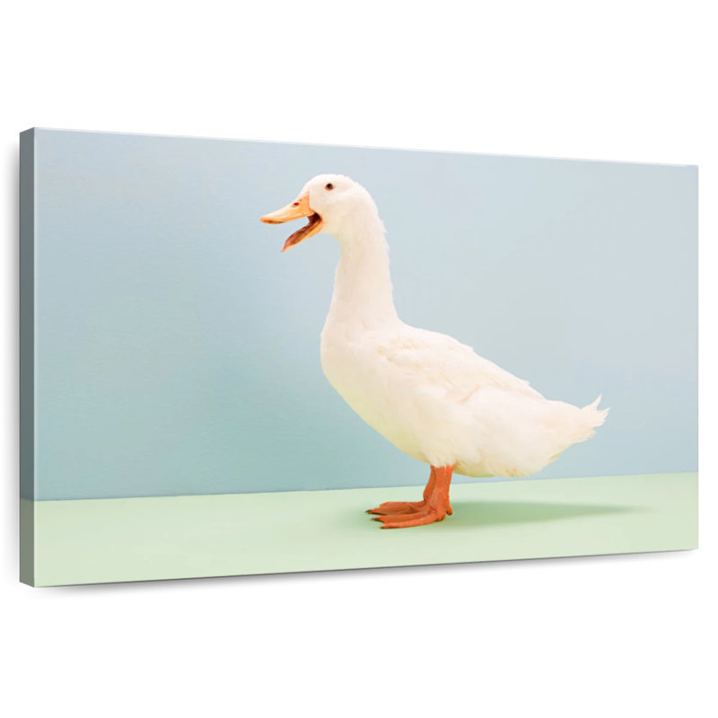 Canard blanc, H 8 po x l 12 po