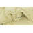 Oliver Ivory Rug
