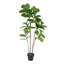 Figuier à trois branches en pot