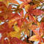 Arbre d'automne artificiel Autumn Deluxe-1083219244
