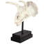 Triceratops Dinosaur Skull Fossil Bust on Museum Mount