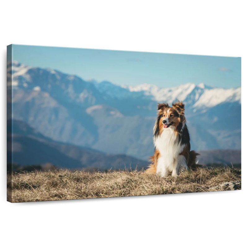 Brampt Shetland Sheepdog, 16" H x 24" W
