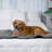Faux Fur Bed Runner-1967850273-1967850272