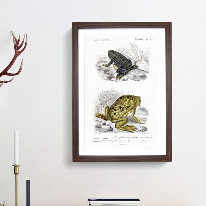 Frog and Toad Illustration by Charles d' Orbigny - Picture Frame Painting Print on MDF, 48cm H x 36cm W x 2cm D