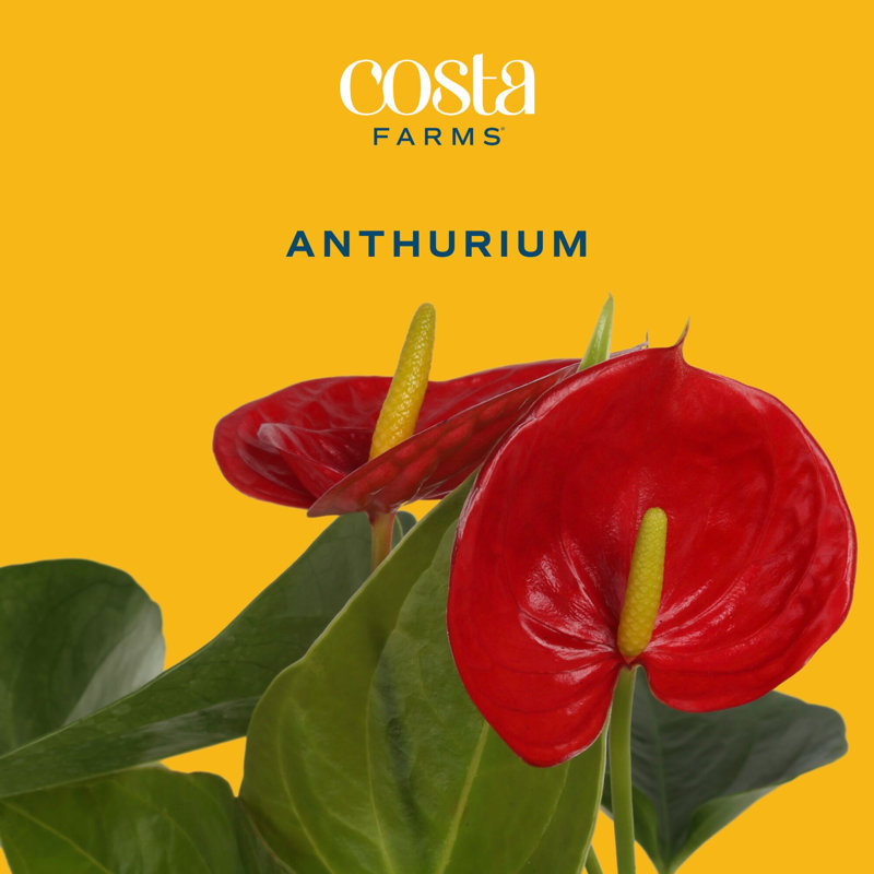 Anthurium in Ceramic Planter