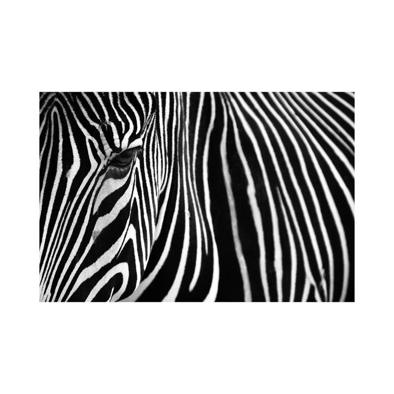 Zebra In Lisbon Zoo by Andy Mumford - Gallery-Wrapped Canvas Giclée on Canvas, Wrapped Canvas, 20.32 cm H x 30.48 cm W