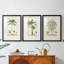 Arbre antique avec fruit II - reproduction sur mesure encadrée de qualité supérieure - 3 pièces