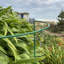 Aiedan Metal Weather Resistant Plant Support-143930483