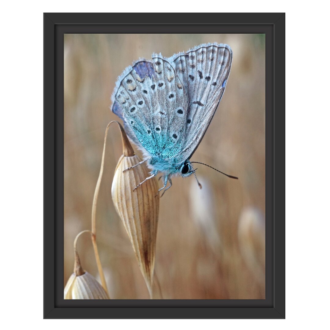 Gerahmtes Wandbild Schmetterling auf Blume Natur Tier