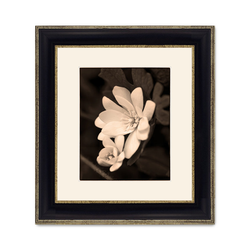 Sanguinaria Blossom