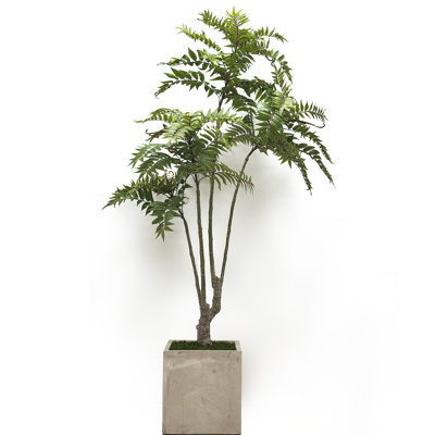 TOONA SINENSIS IN SQUARE VASE