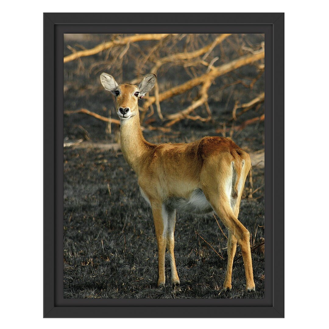 Gerahmtes Wandbild Female Gazelle with Cub