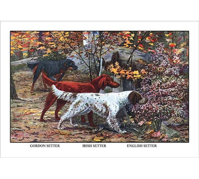 " Gordon Setter, Irish Setter, English Setter "