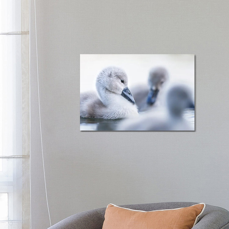 Cygnets I by Mateusz Piesiak - Wrapped Canvas Print, 66.04 cm H x 45.72 cm W x 3.175 cm D