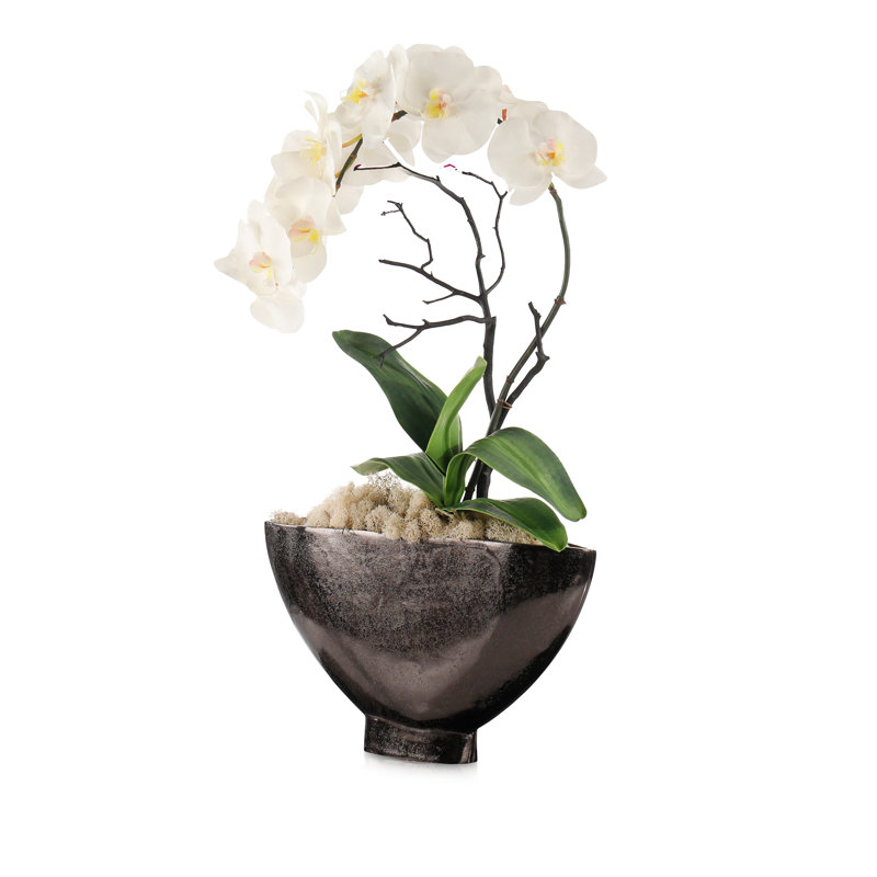 Phalaenopsis de l'aube
