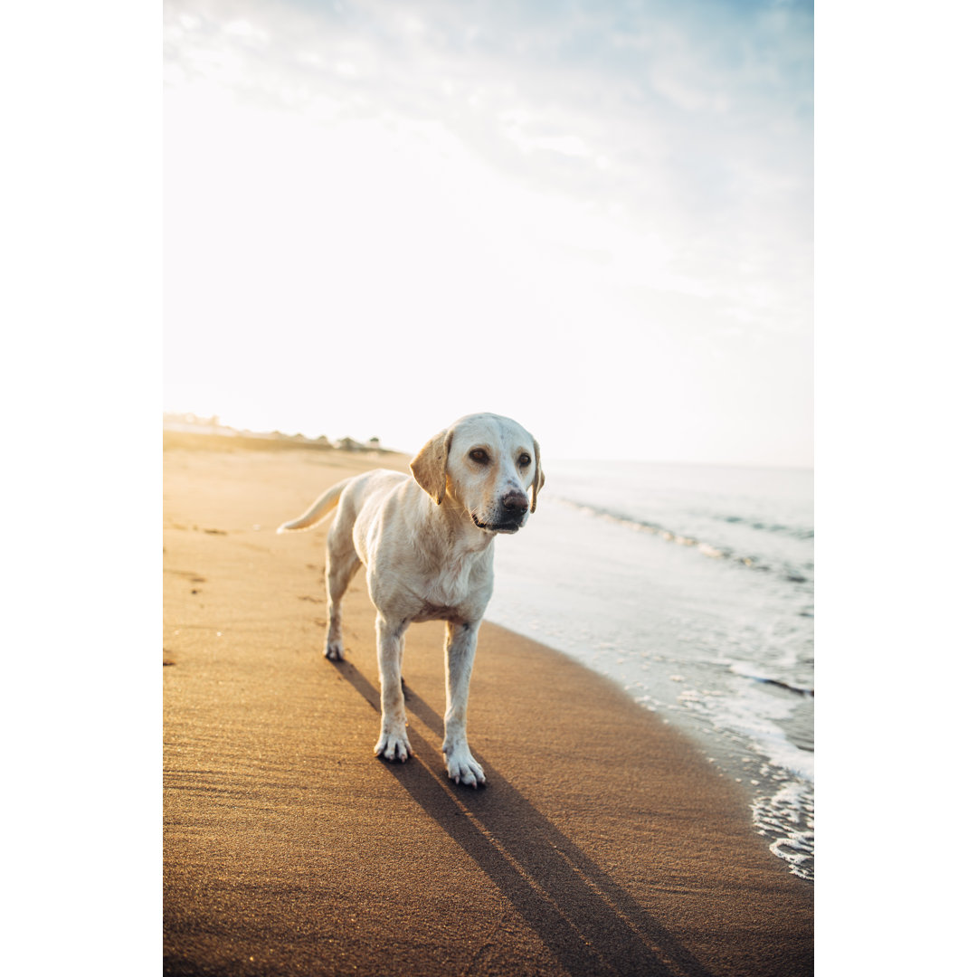 Dog At The Beach