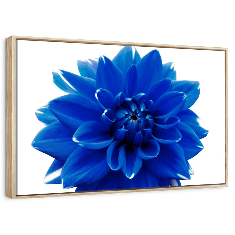 Fleur de dahlia bleue, Cadre flottant en bois naturel, 40 po x 27 po