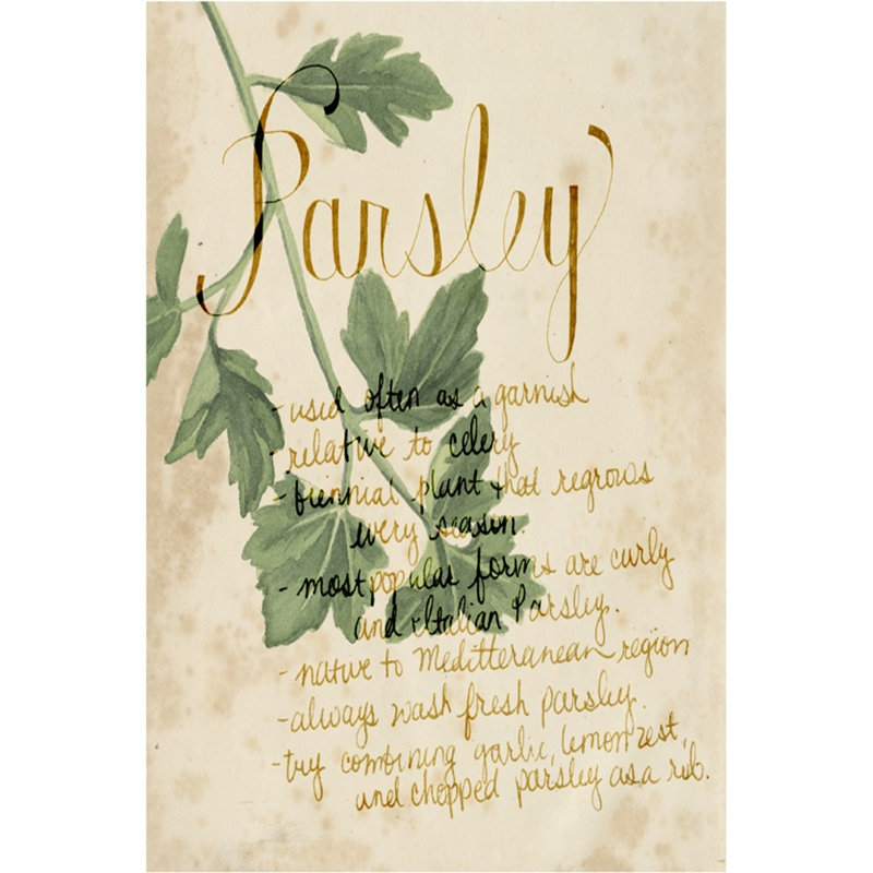 Herb Study V by Grace Popp - Wrapped Canvas Print, 91cm H x 61cm W