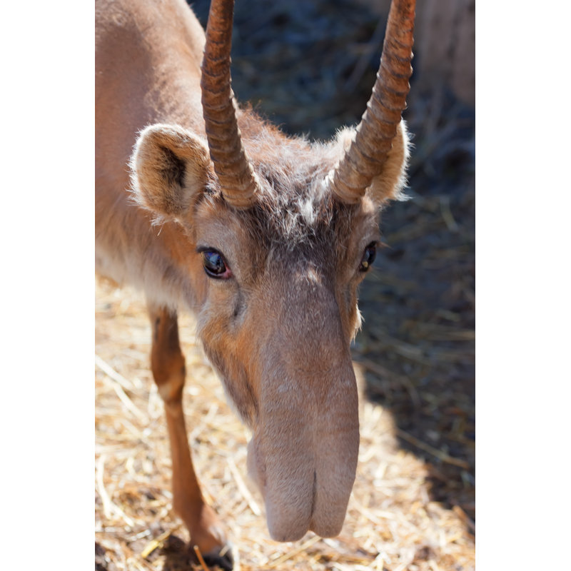" Male Saiga " by Oskanov, 12" W x 18" H