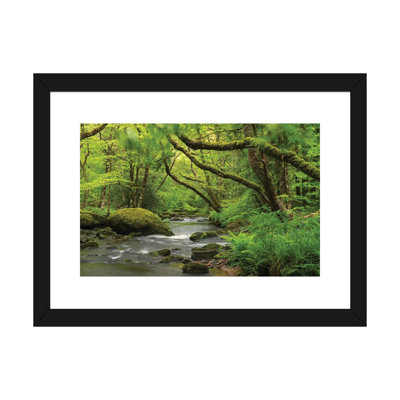 " Fairytale Forest " Color Photography Print