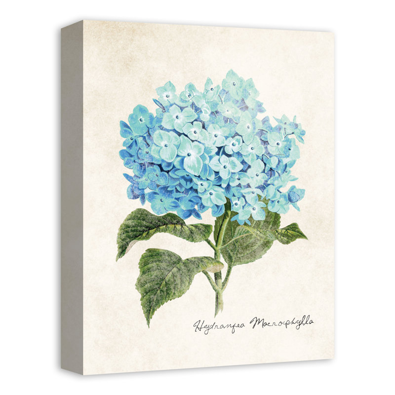 Illustration d'hortensia - aucune impression de cadre, 16" H x 12" W x 1.25" D