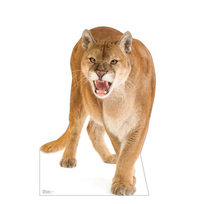 Cougar