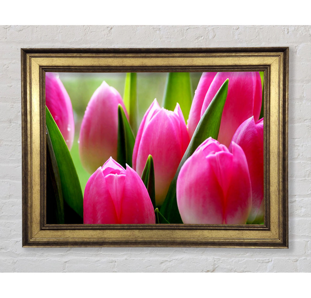 Pink Tulip Garden Surprise - Einzelner Bilderrahmen Kunstdrucke