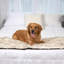 Couverture de lit imperméable Pupprotector-40873318-40873315