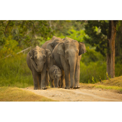 Elephants With Cub by Jimmy Kamballur - Wrapped Canvas Print