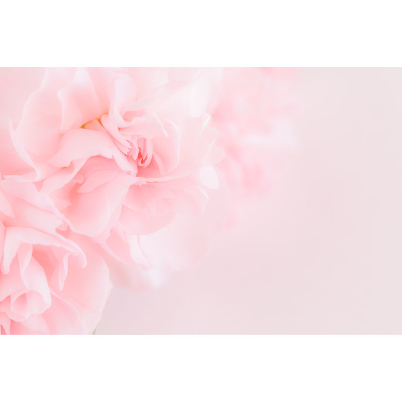Pink Carnation Flowers by Supitchamcsdam - Wrapped Canvas Print, 30cm H x 46cm W x 3.8cm D