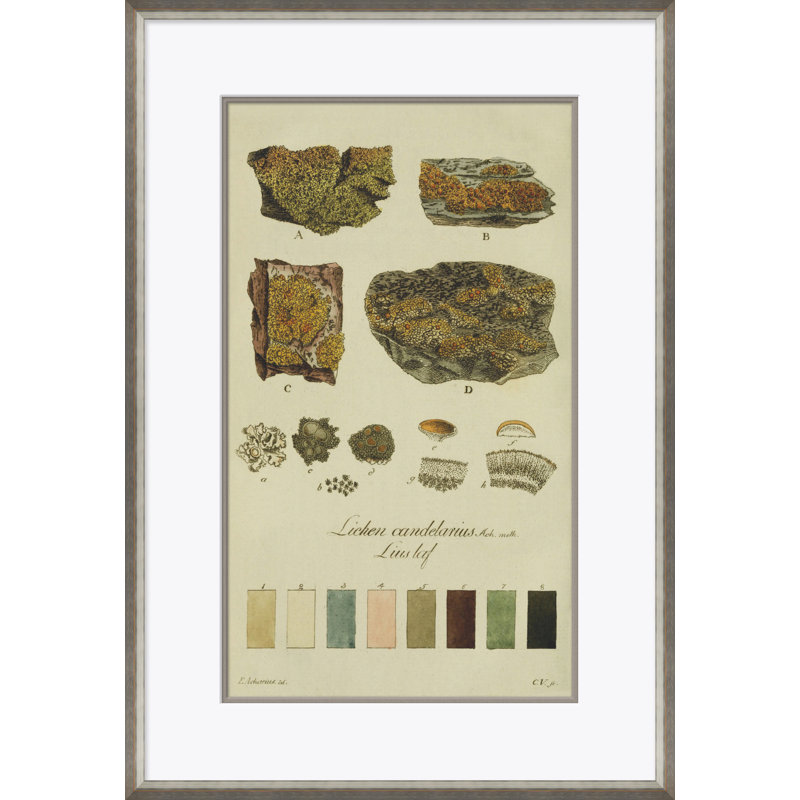 Lichenudes, John Peter Westring, 1808 par Paul Cezanne - cadre photo, impression sur papier