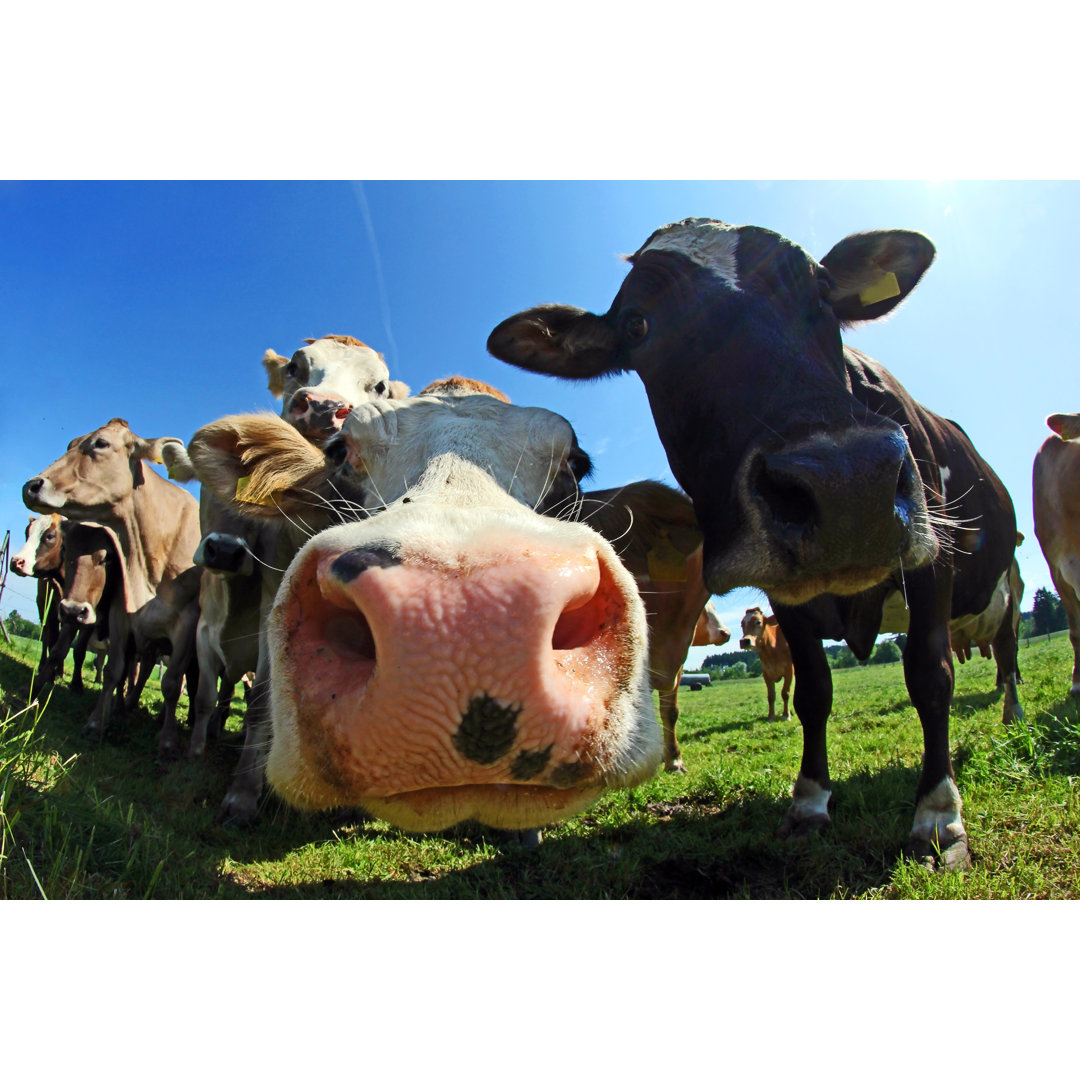 Leinwandbild Wide Shot von Brown Swiss und Simmental