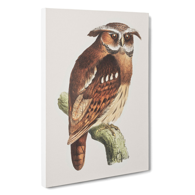 Owl On A Branch by Theo Van Hoytema - Wrapped Canvas, 50cm H x 35cm W x 3cm D