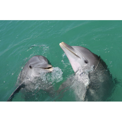 " Dolphins Interacting "