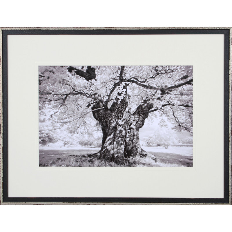 « tree study i », reproduction de photo encadrée