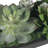 Uttermost Verde Succulent Centerpiece In Bowl