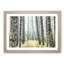 View of a Pine Tree Forest - Picture Frame Painting Print-55605007-55605008