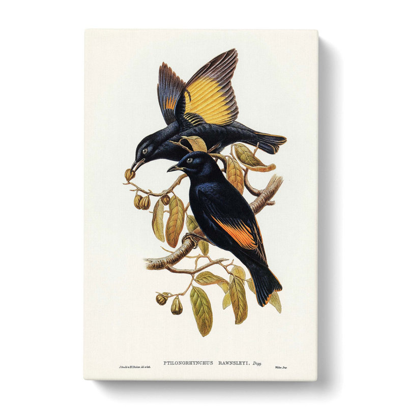 Rawnsley's Bowerbirds by Elizabeth Gould - Wrapped Canvas Print, 50cm H x 35cm W x 3cm D