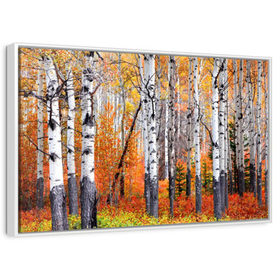 Banff Aspen Forest