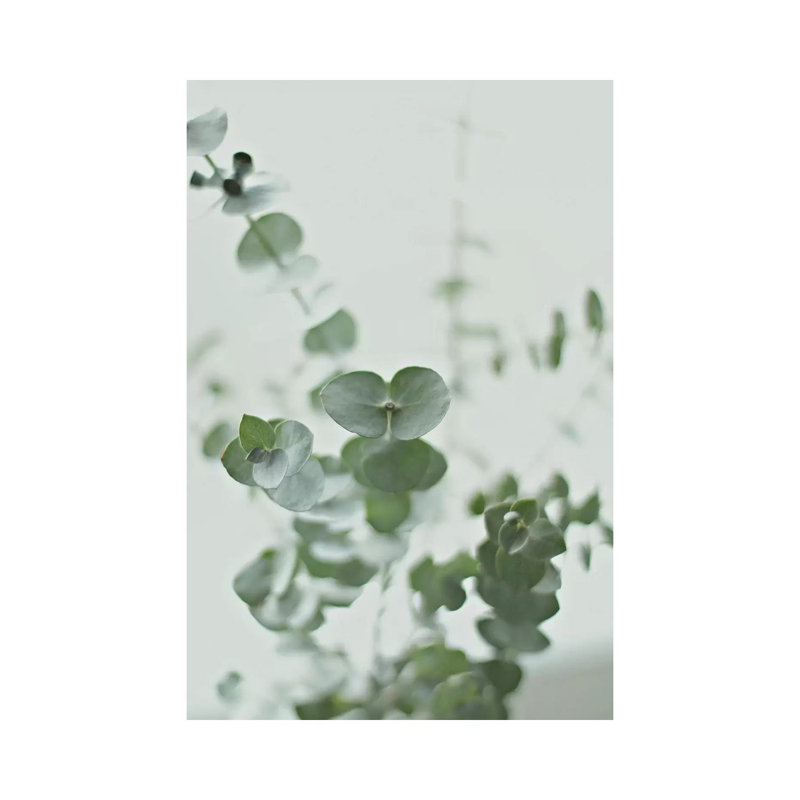 Eucalyptus Green II by Monika Strigel - Wrapped Canvas Print, 66.04 cm H x 45.72 cm W x 3.175 cm D