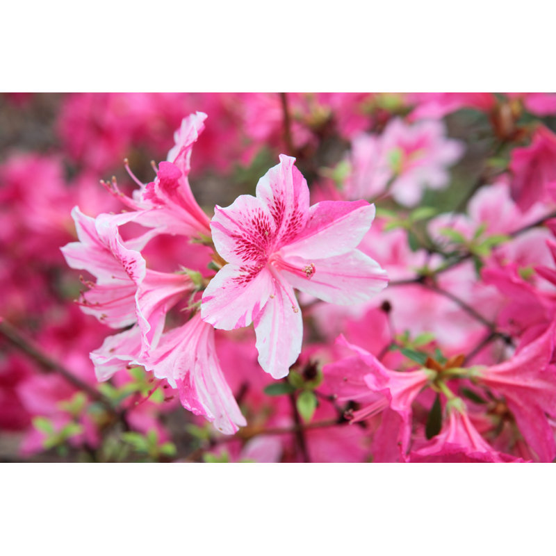 Blooming Azalea - Photographie sur toile tendue, H 8 po x l 12 po x P 1,25 po
