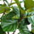 7' Artificial Fiddle Leaf Fig Tree in Pot