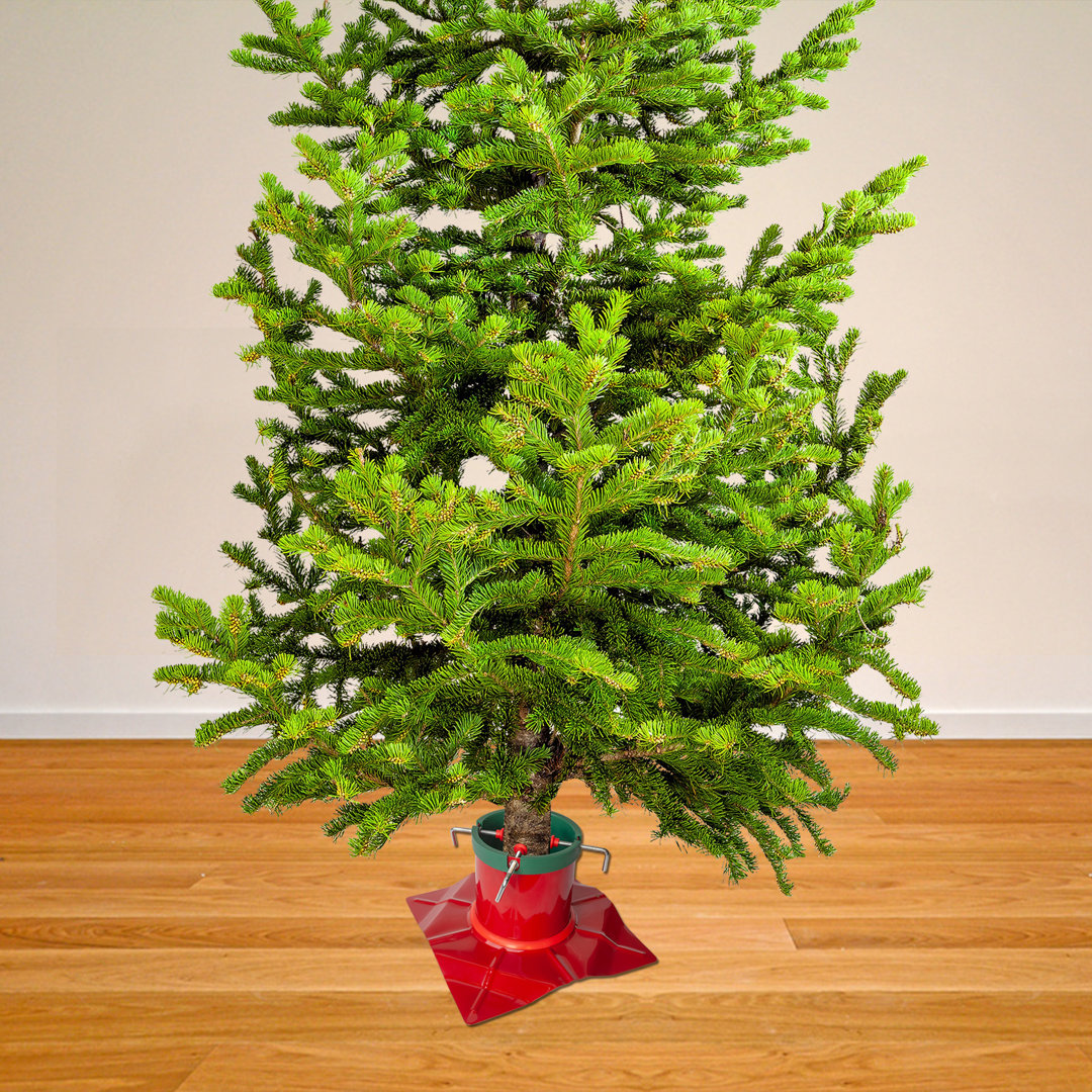 Santa Live Tree Stand The Holiday Aisle®