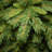 Tiffany Fir Slim Tree-88040601