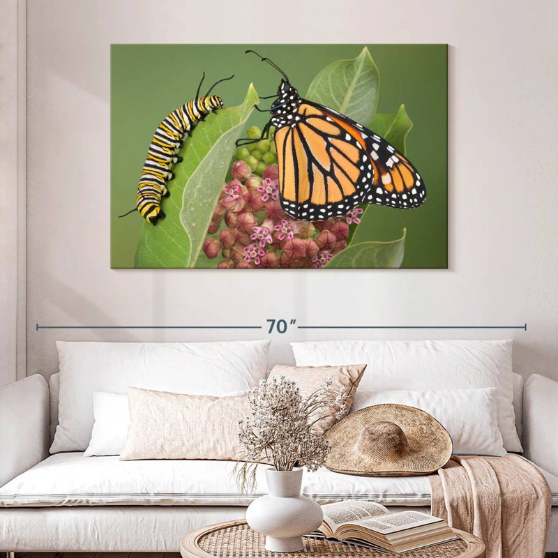 Milkweed Monarch And Caterpillar
