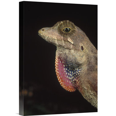 " Anolis Lizard Portrait, Peru "