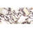 Cala Rosso 12" x 24" Viola Polished Porcelain Tile