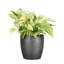 Marble Queen Pothos Plant in Pot-49662257