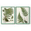 Impression encadrée Fern I-Premium - prête à être accrochée - aucun clou requis - aucun clou requis-107997881-107997876
