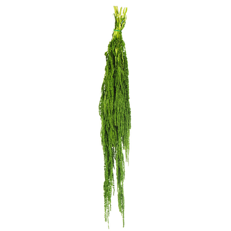 30" Amaranthus Bundle, Preserved, Spring Green